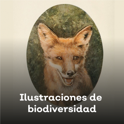 Ilustraciones de biodiversidad