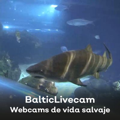 Baltic livecam web cams de vida salvaje