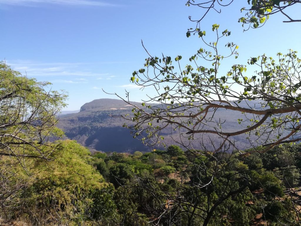 Los Bosques Tropicales De Jalisco Iieg Strategos 4285